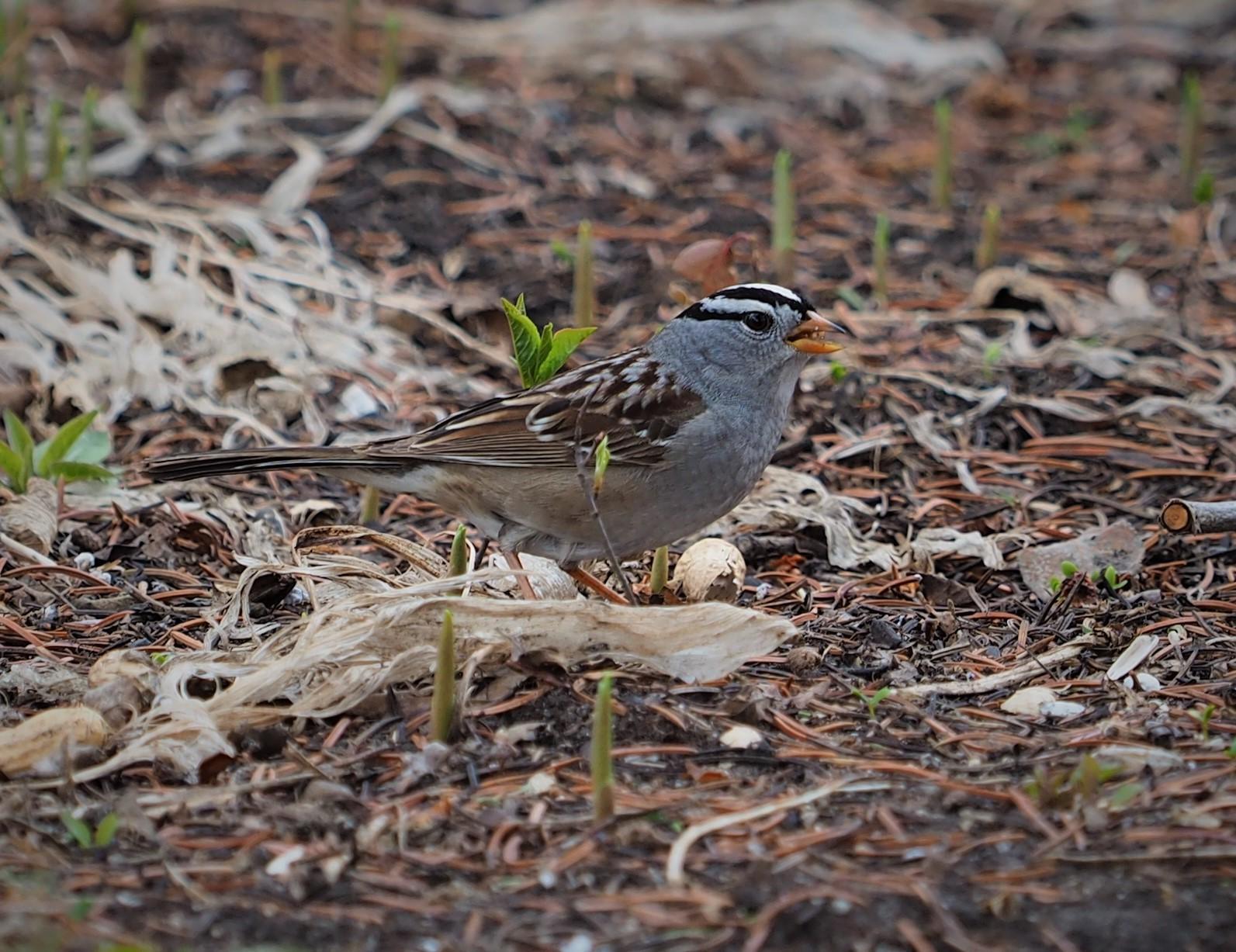 White-crowned Sparrow Photo by Colin Hill