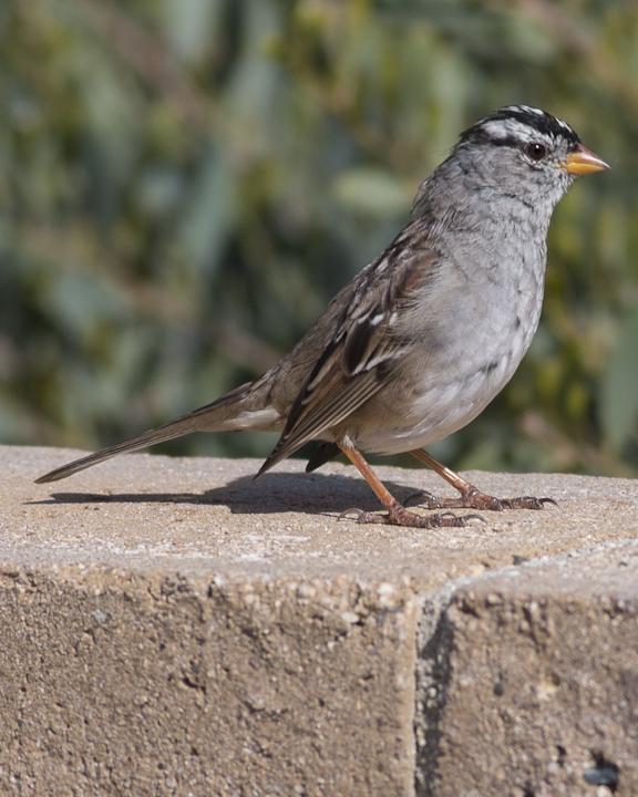 White-crowned Sparrow Photo by Anthony Gliozzo