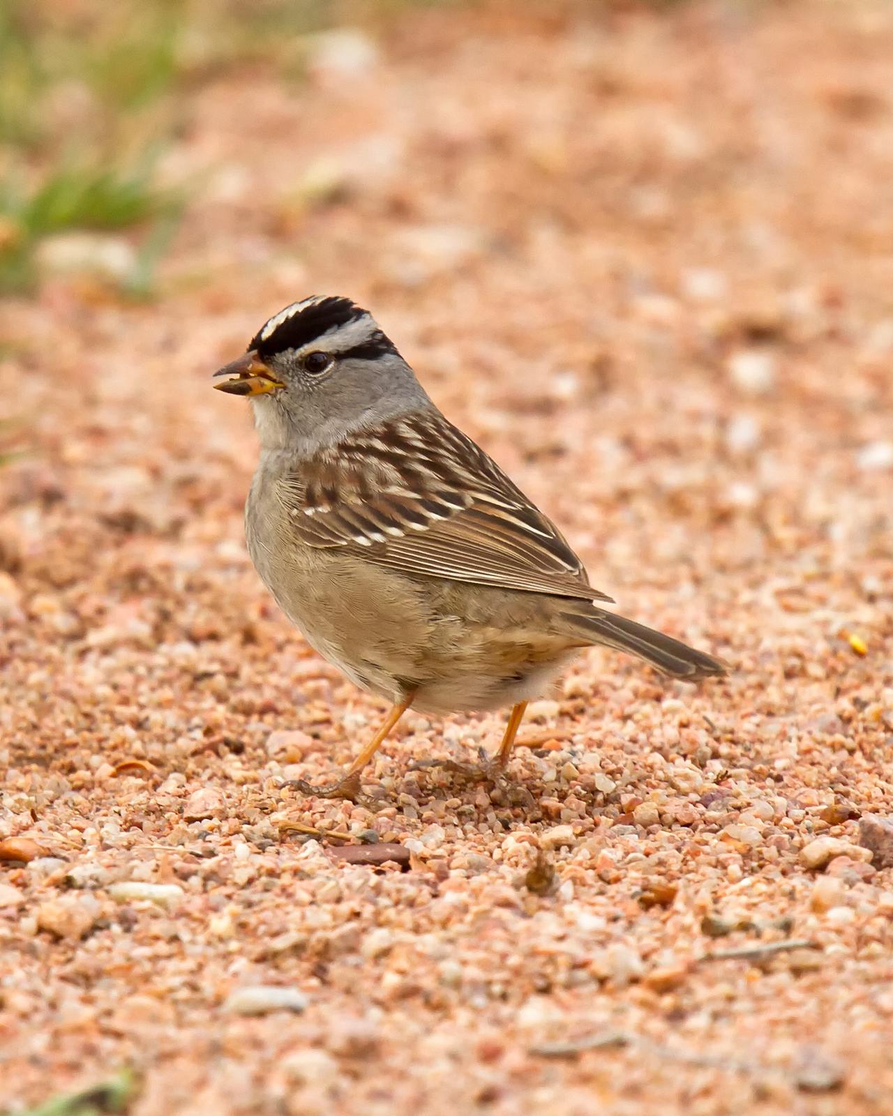 White-crowned Sparrow Photo by JC Knoll