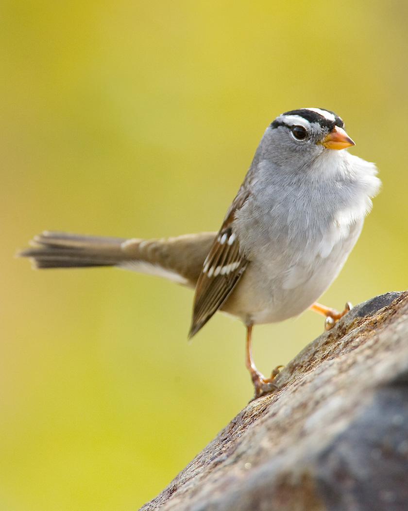 White-crowned Sparrow Photo by Josh Haas