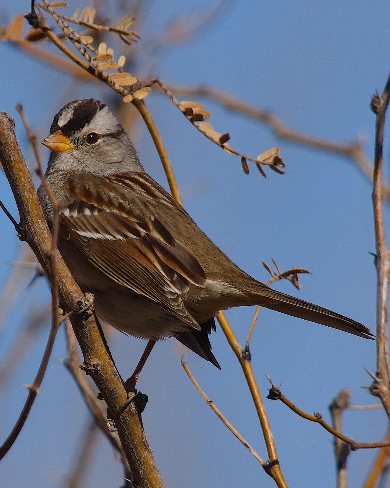 White-crowned Sparrow Photo by Gerald Hoekstra