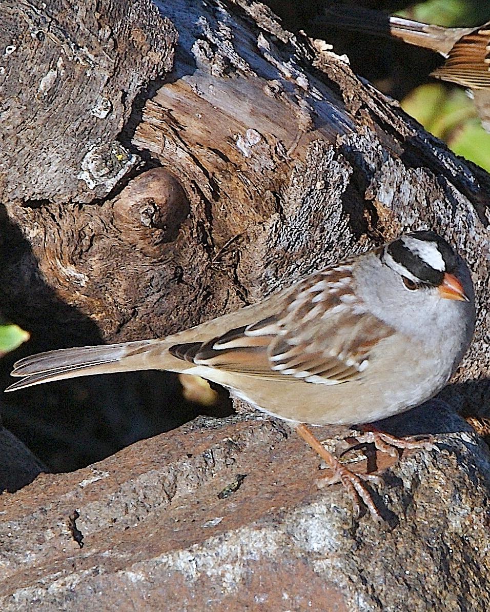 White-crowned Sparrow Photo by Gerald Hoekstra