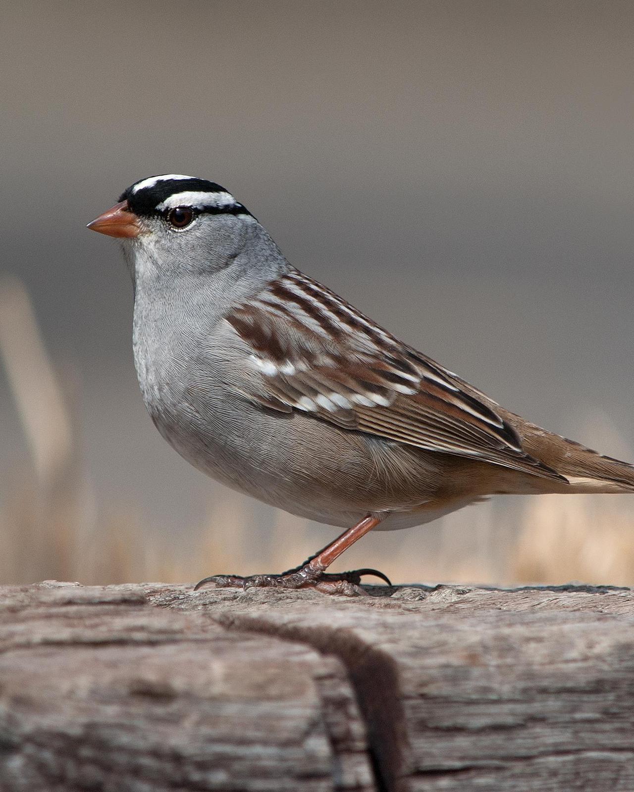 White-crowned Sparrow Photo by Mark Blassage