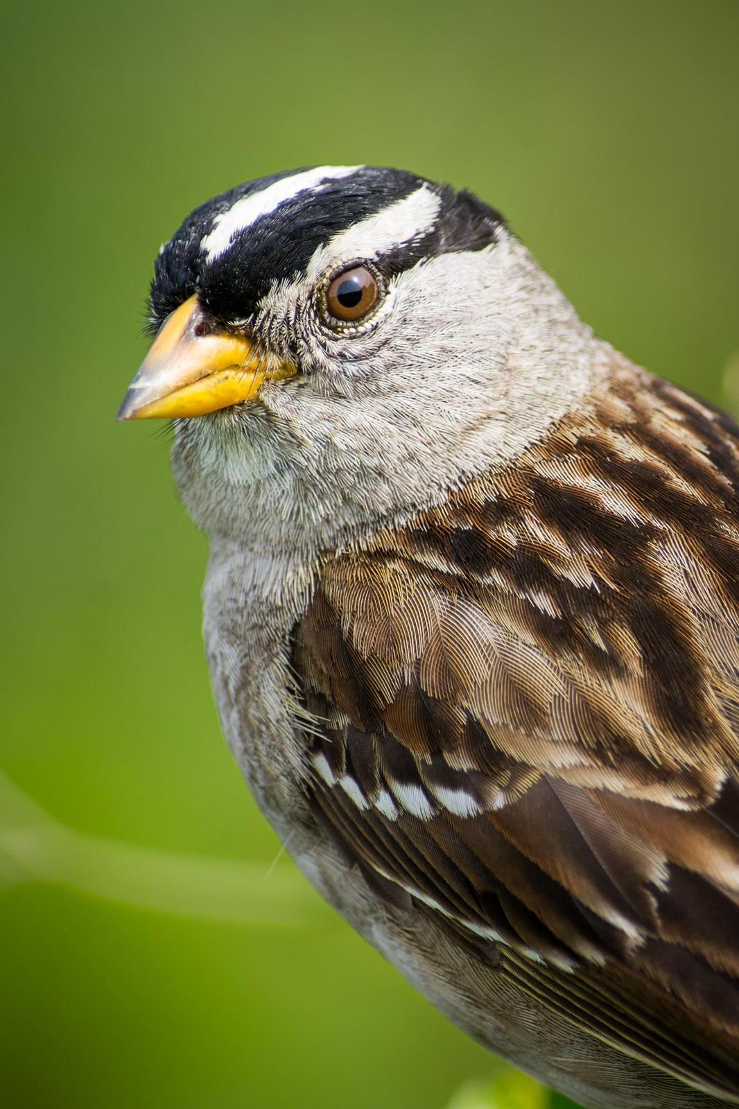 White-crowned Sparrow Photo by Jesse Hodges