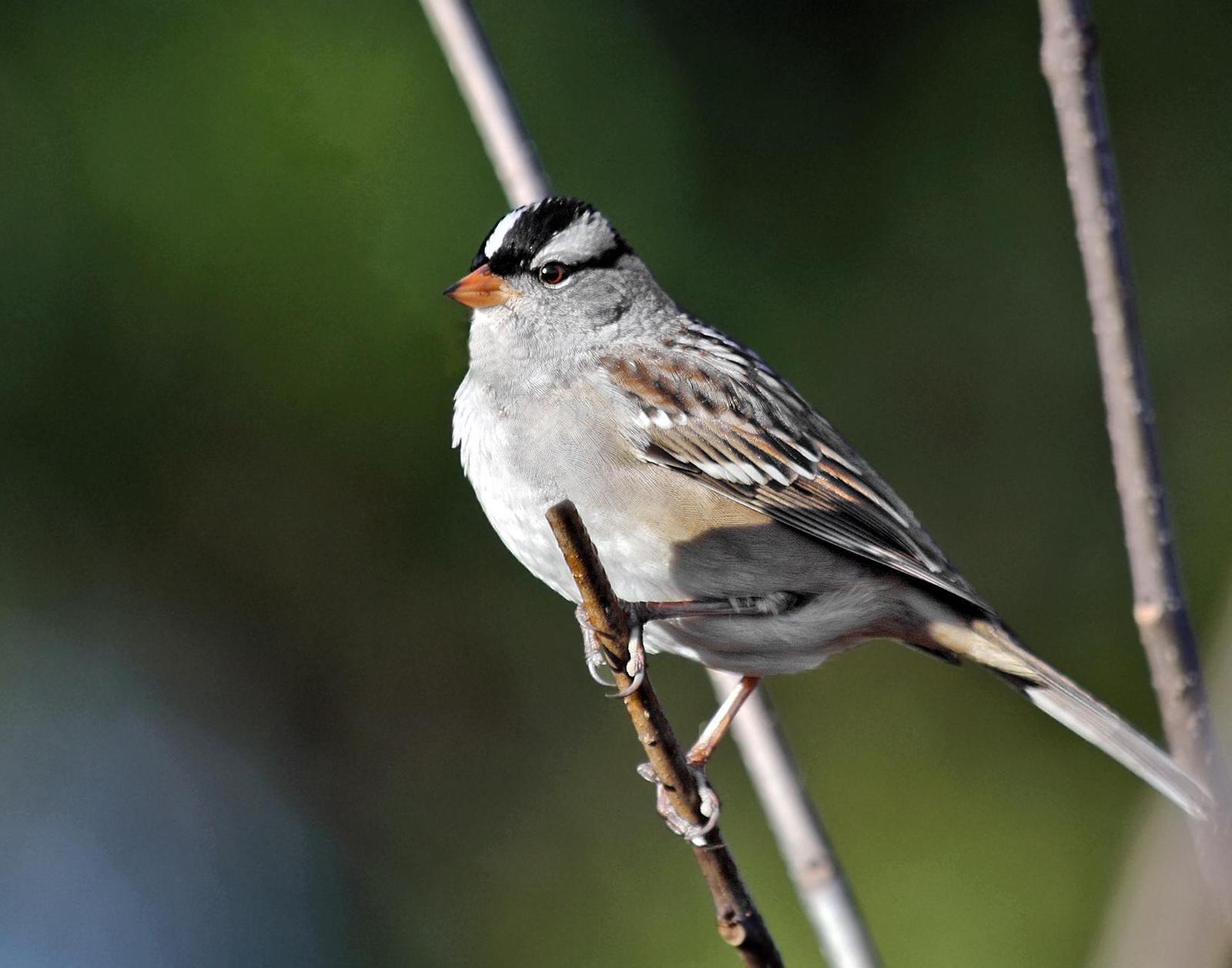 White-crowned Sparrow Photo by Joseph Pescatore