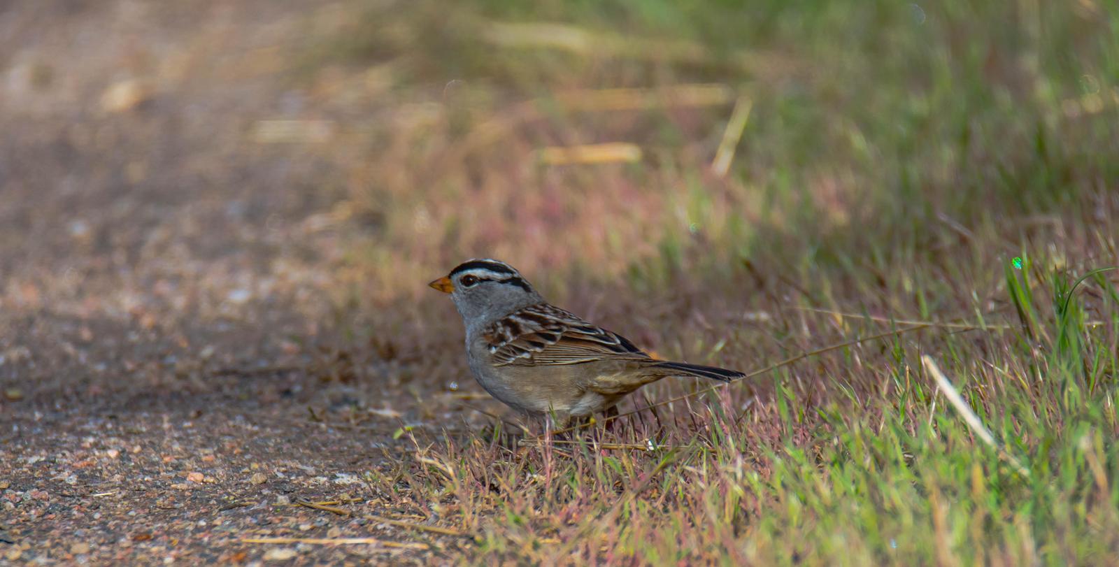 White-crowned Sparrow Photo by Karen Prisby
