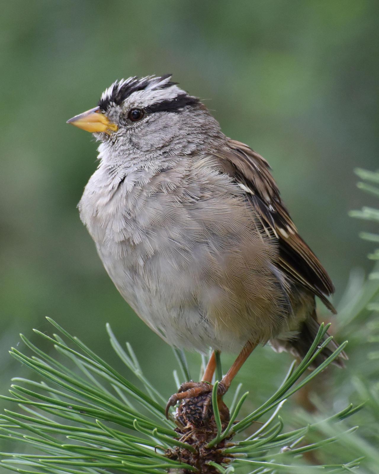 White-crowned Sparrow Photo by Steve Percival