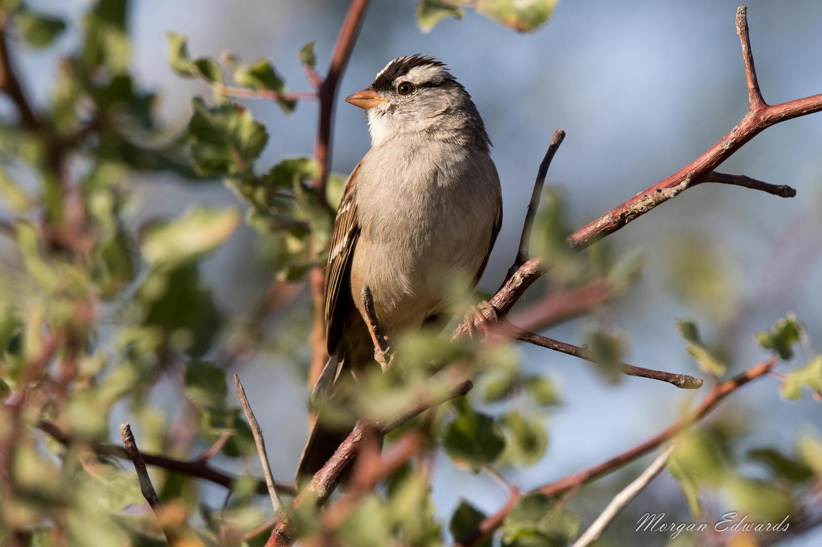 White-crowned Sparrow Photo by Morgan Edwards