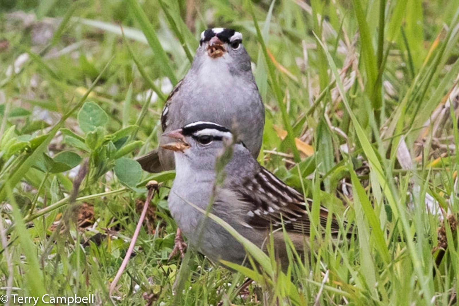 White-crowned Sparrow Photo by Terry Campbell