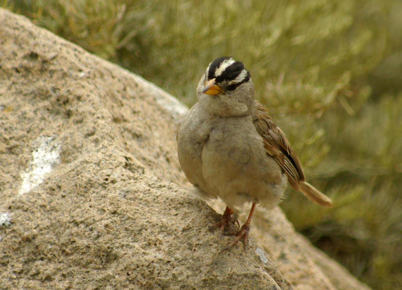 White-crowned Sparrow Photo by Kent Jensen
