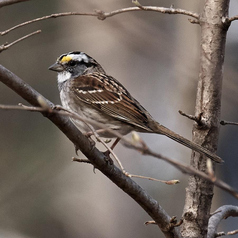 White-crowned Sparrow Photo by Eric Eisenstadt