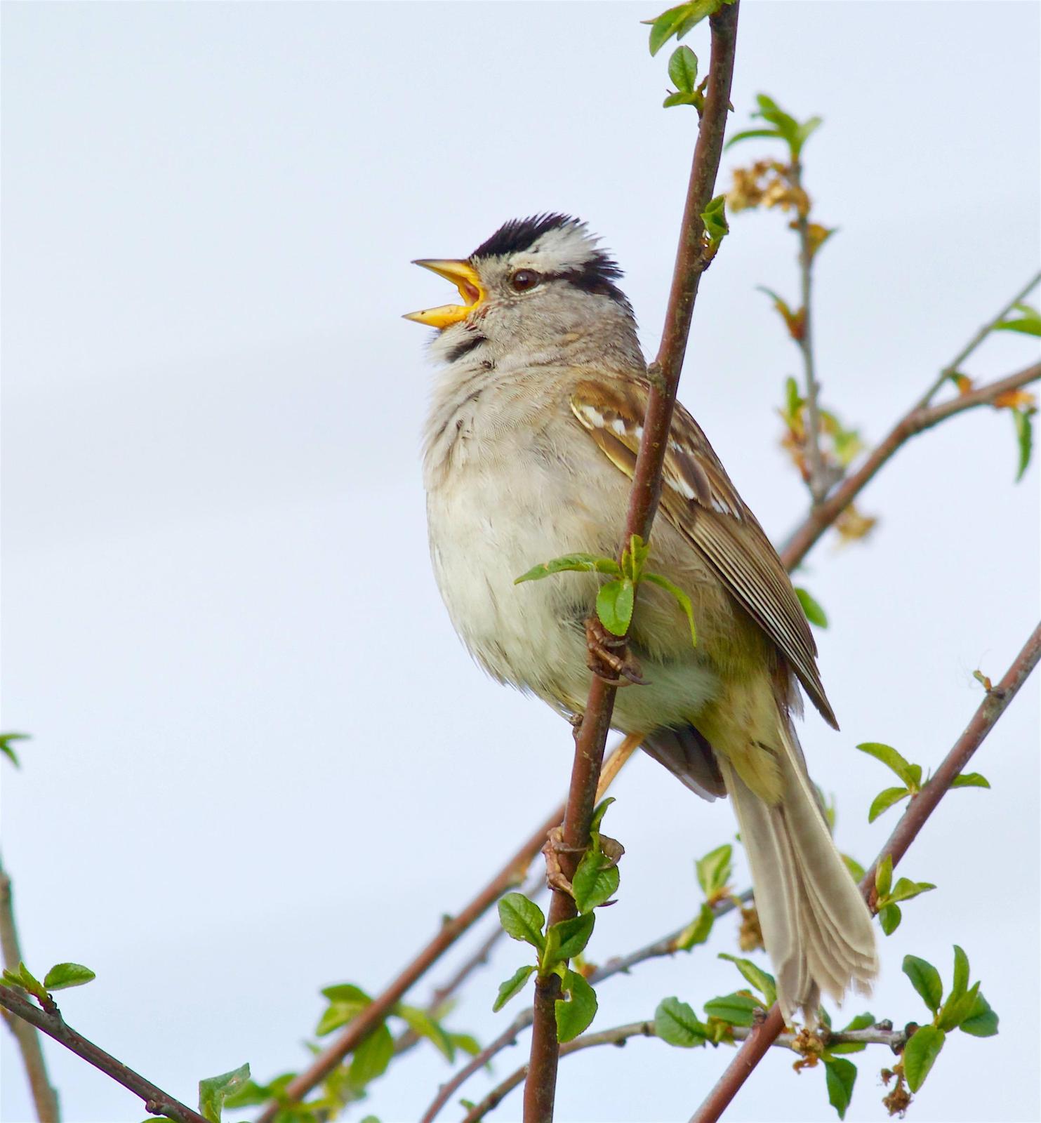 White-crowned Sparrow Photo by Kathryn Keith