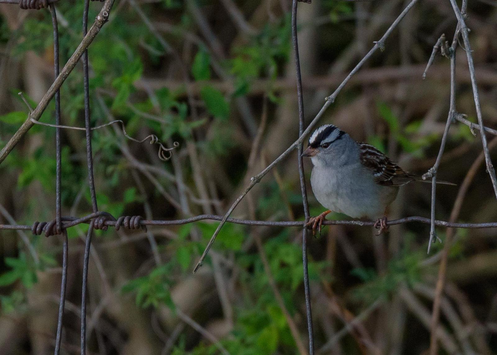 White-crowned Sparrow Photo by Keshava Mysore