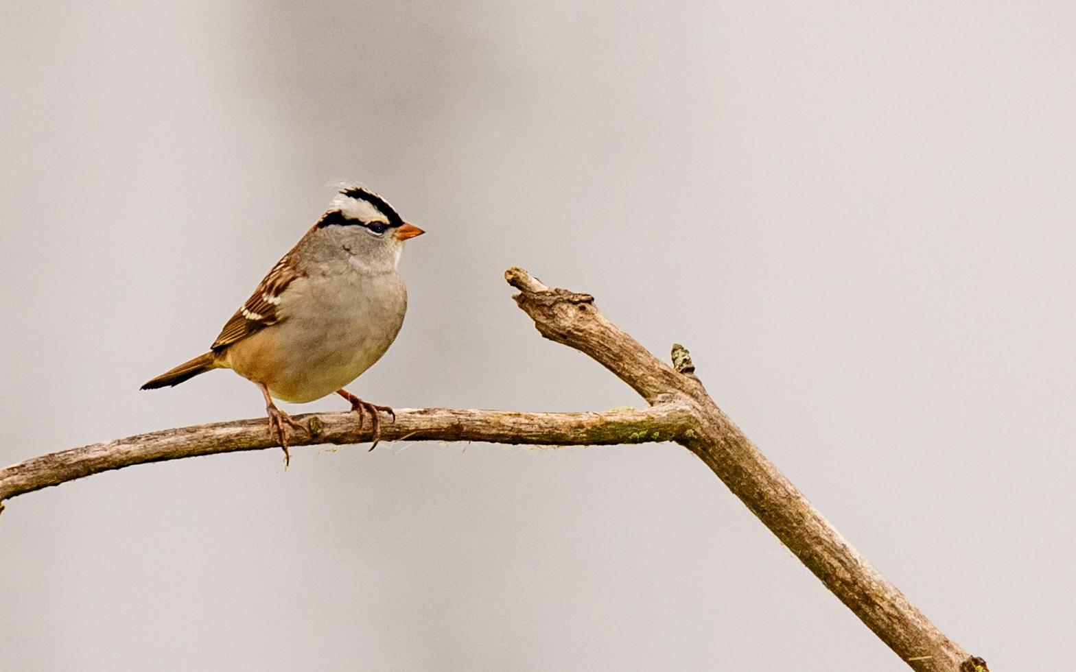 White-crowned Sparrow Photo by Keshava Mysore