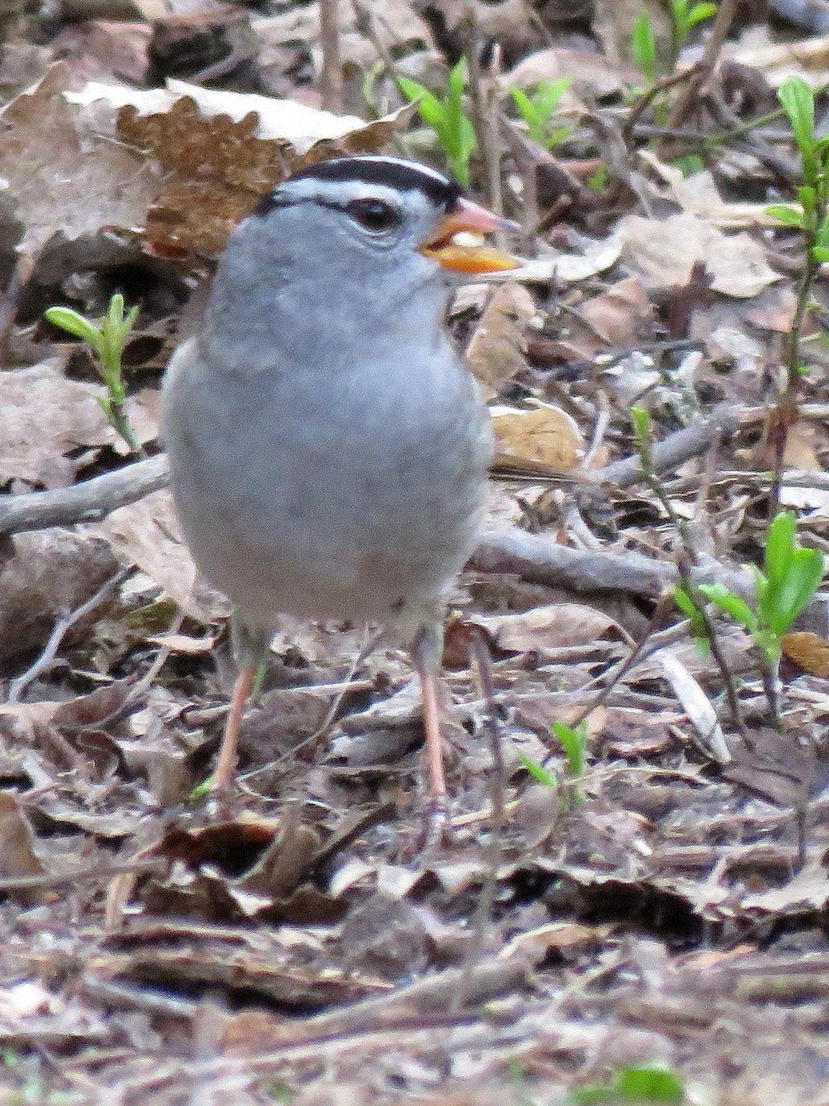 White-crowned Sparrow Photo by Kent Jensen