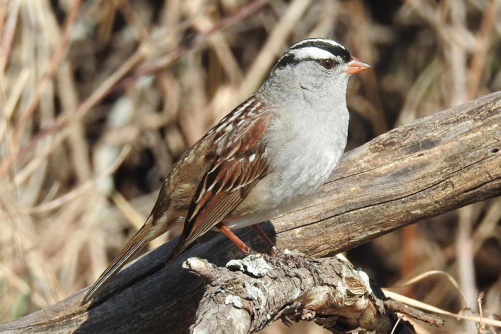 White-crowned Sparrow Photo by Enid Bachman