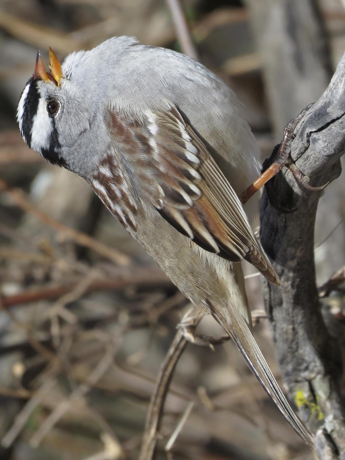 White-crowned Sparrow Photo by Bob Neugebauer