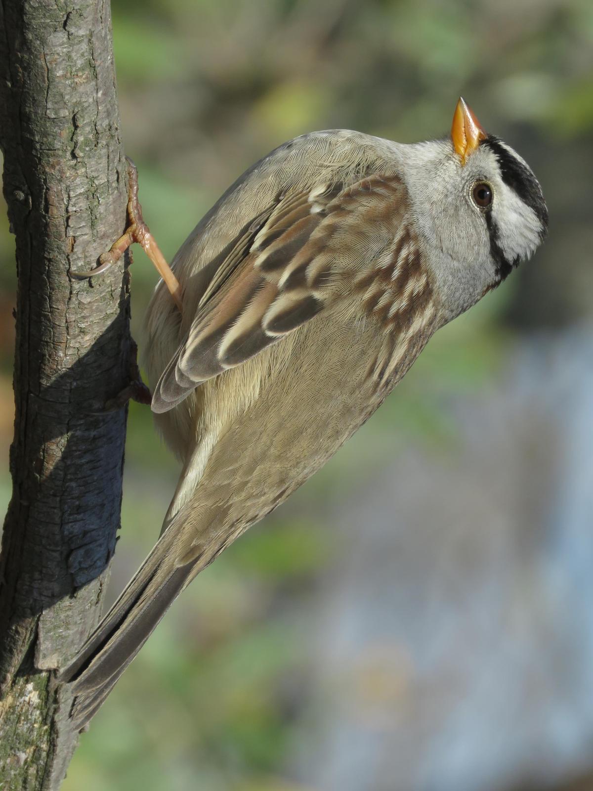 White-crowned Sparrow Photo by Bob Neugebauer