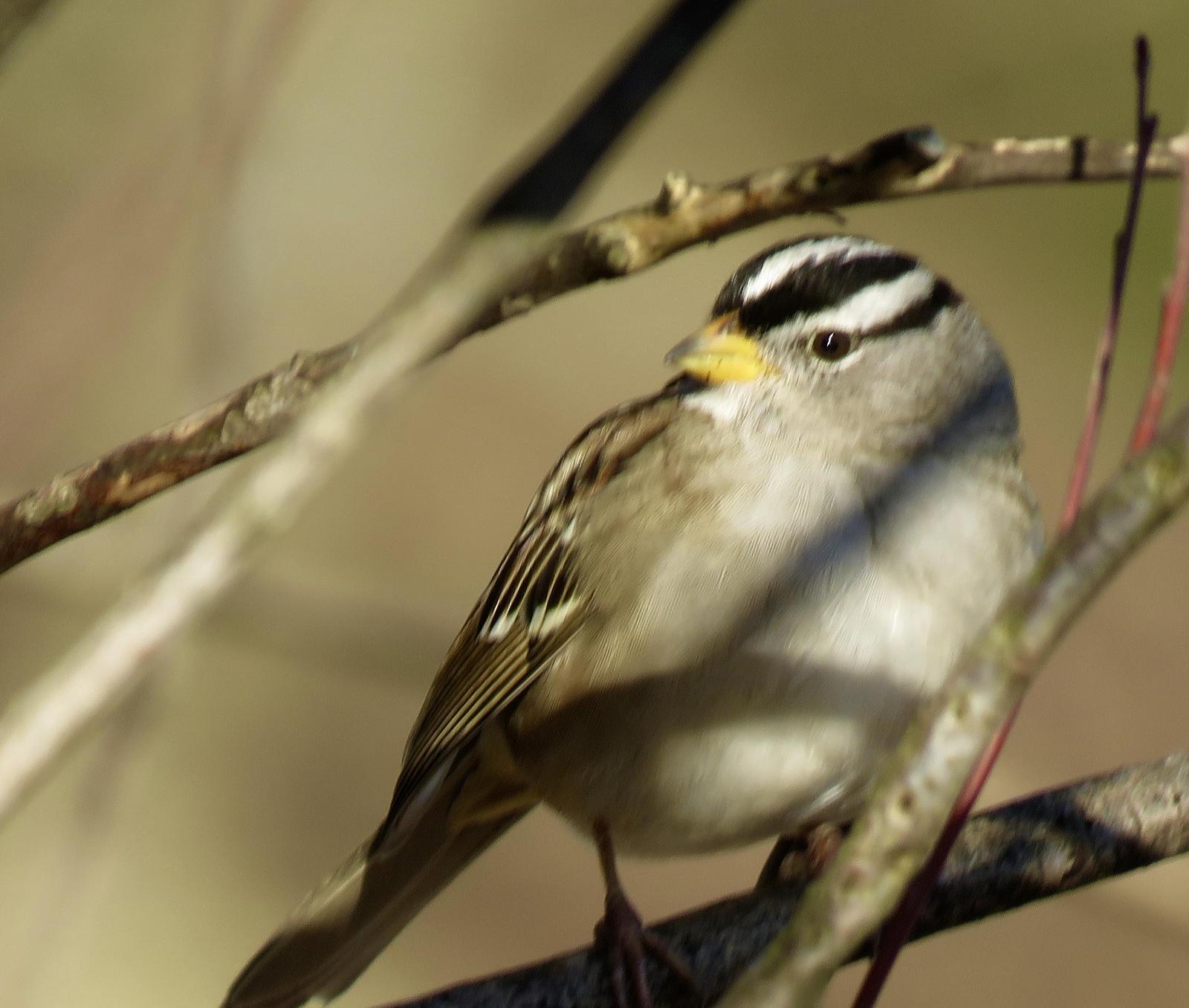 White-crowned Sparrow Photo by Ted Goshulak