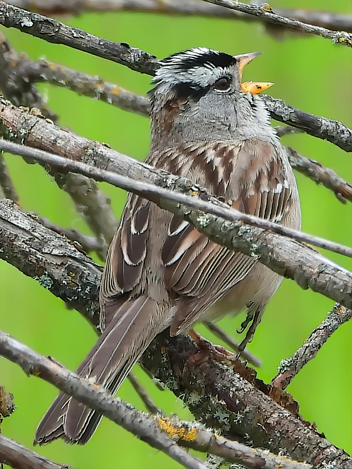 White-crowned Sparrow Photo by Dan Tallman