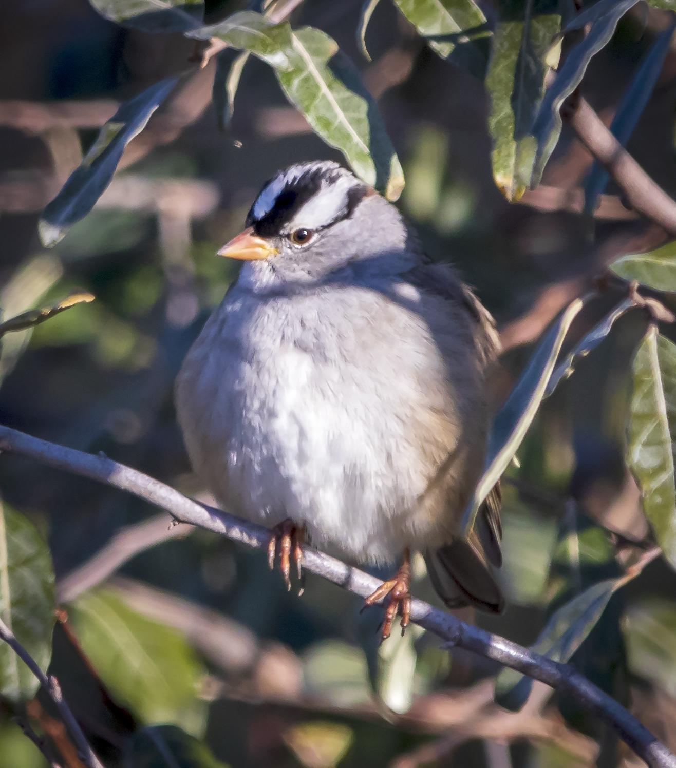 White-crowned Sparrow Photo by Tom Gannon