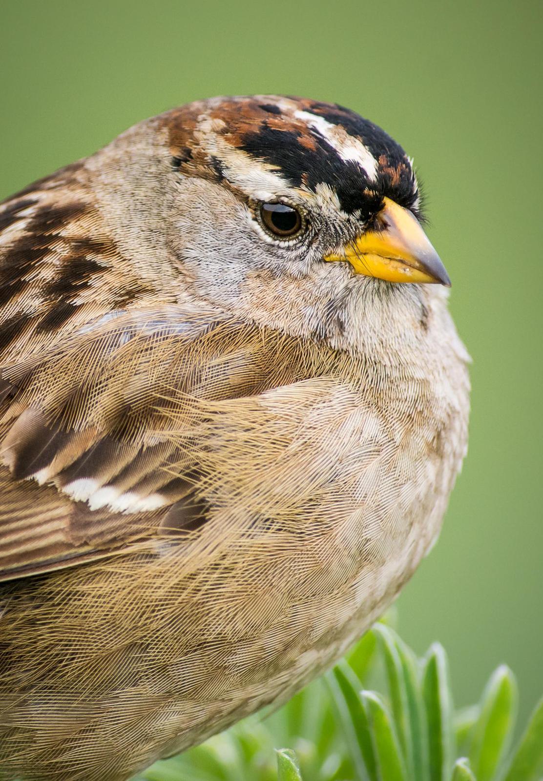 White-crowned Sparrow Photo by Jesse Hodges