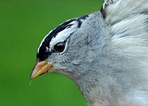 White-crowned Sparrow (Dark-lored) Photo by Dan Tallman
