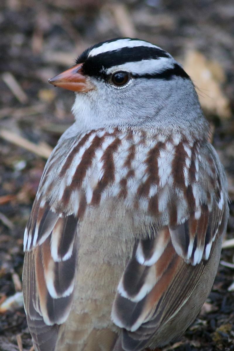 White-crowned Sparrow (Dark-lored) Photo by Skip Russell