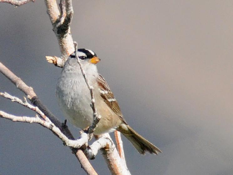 White-crowned Sparrow (Dark-lored) Photo by Steven Mlodinow