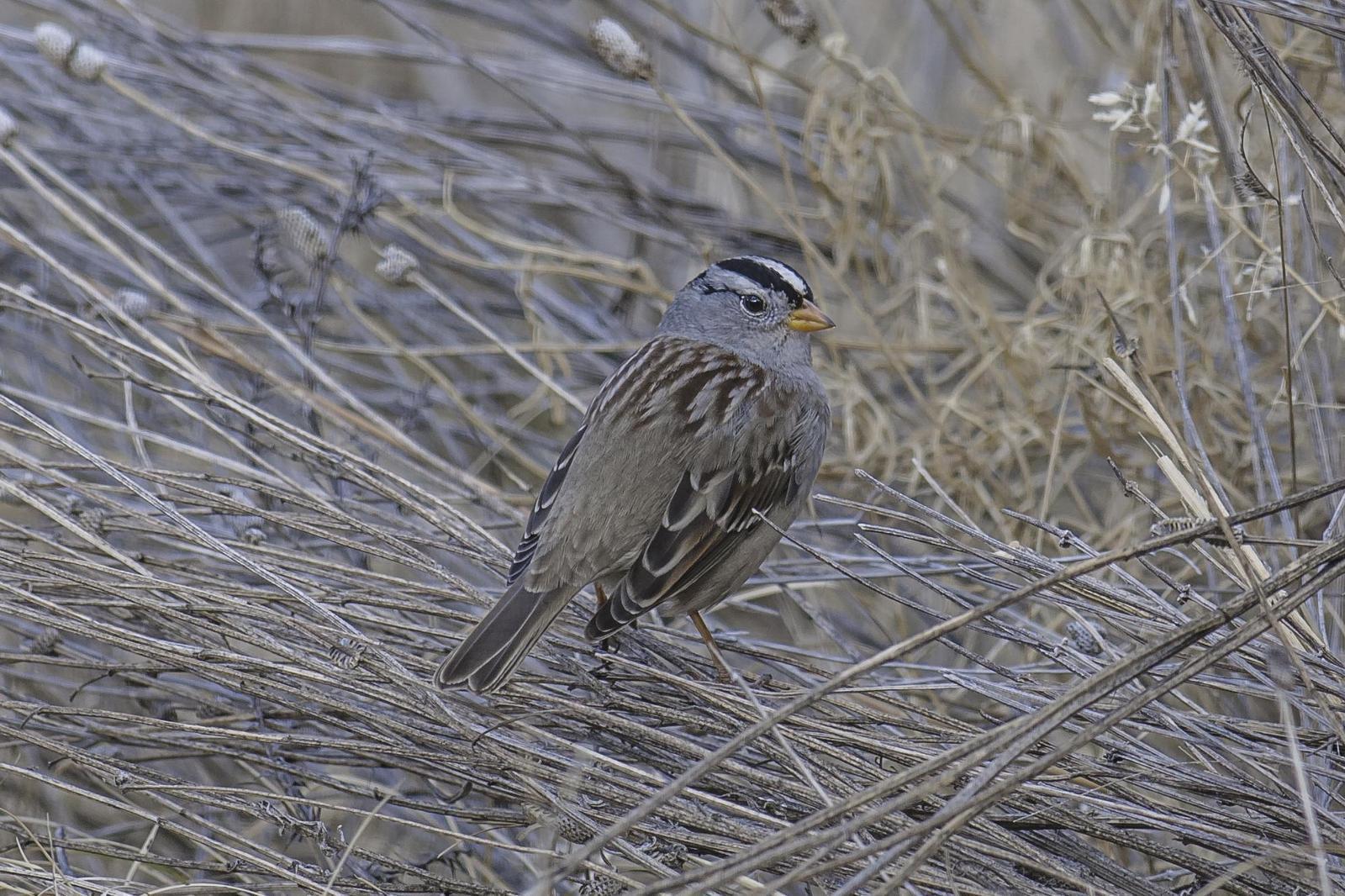 White-crowned Sparrow (Gambel's) Photo by Mason Rose