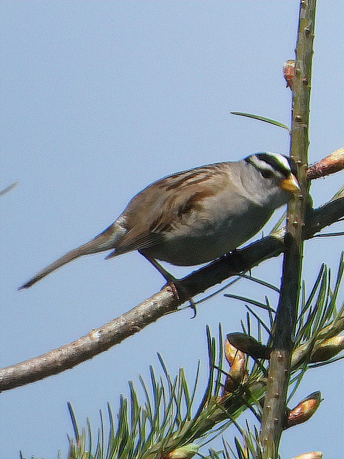 White-crowned Sparrow (Gambel's) Photo by Dan Tallman