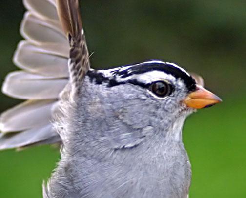 White-crowned Sparrow (Gambel's) Photo by Dan Tallman