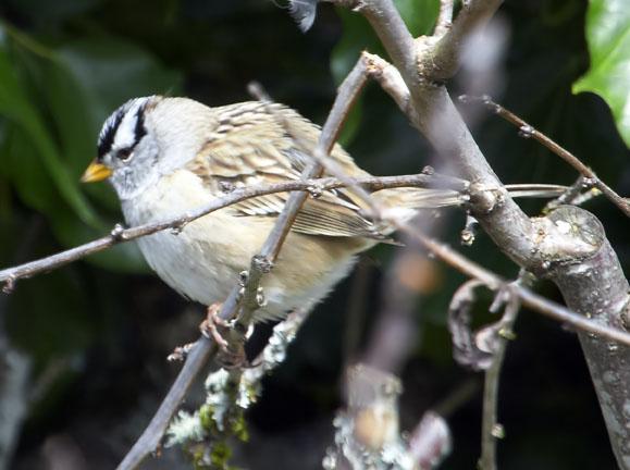 White-crowned Sparrow (Yellow-billed) Photo by Dan Tallman