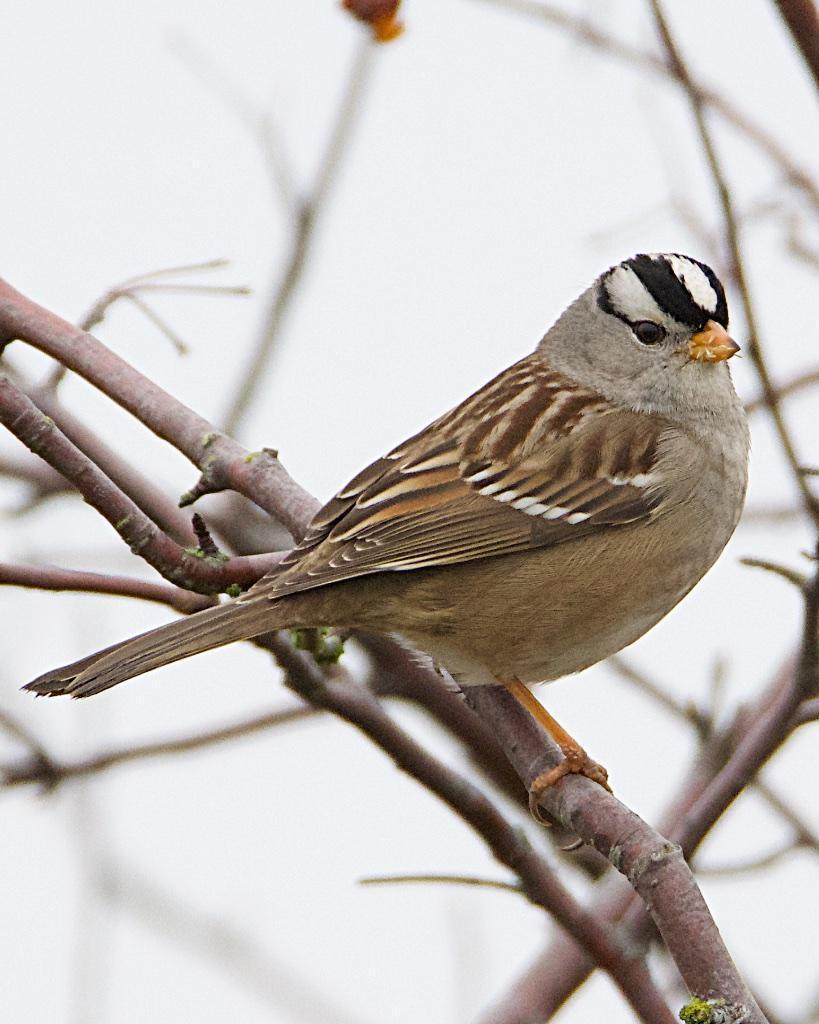 White-crowned Sparrow (Yellow-billed) Photo by Brian Avent