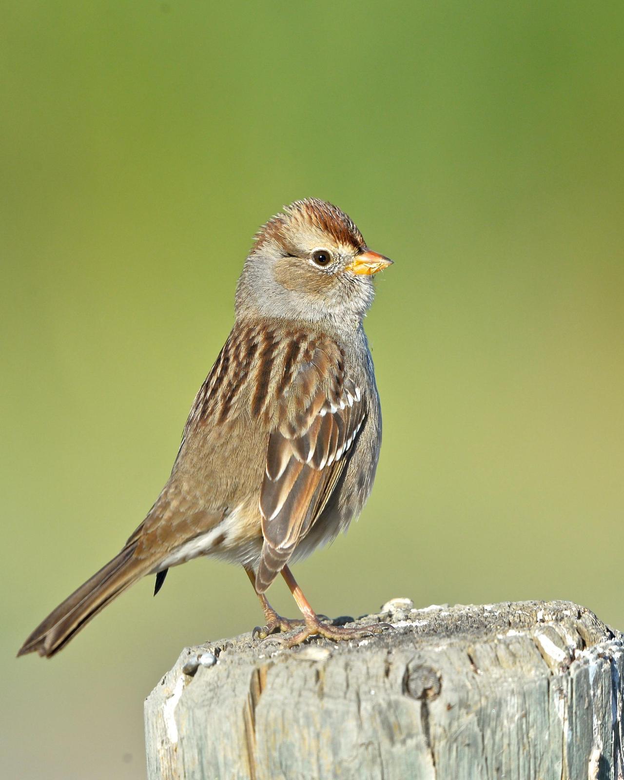 White-crowned Sparrow (nuttalli) Photo by Gerald Friesen