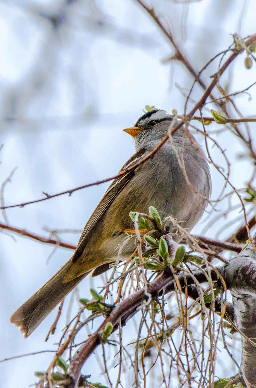 White-crowned Sparrow (pugetensis) Photo by Scott Yerges