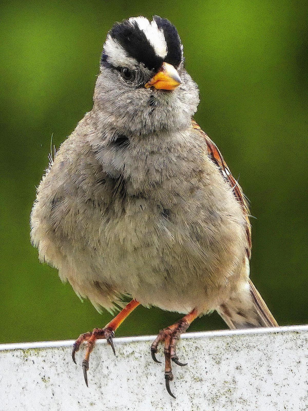 White-crowned Sparrow (pugetensis) Photo by Dan Tallman