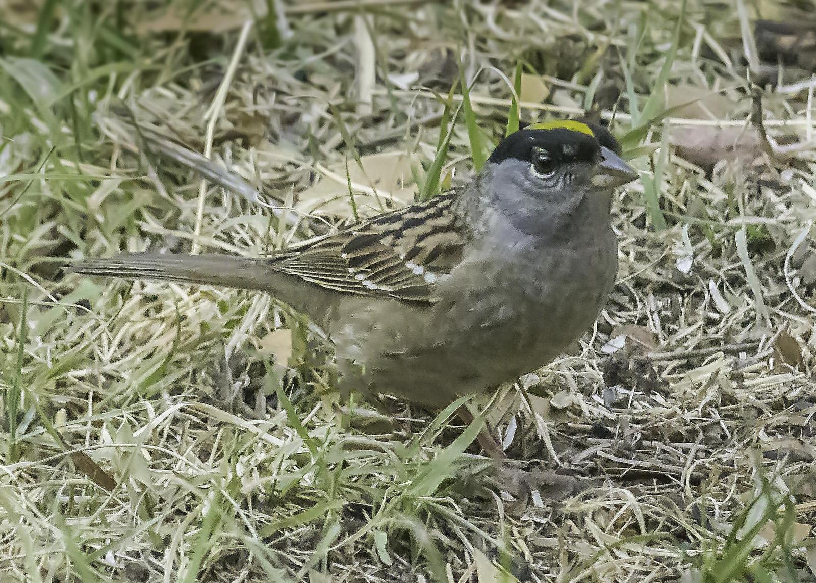 Golden-crowned Sparrow Photo by Mason Rose
