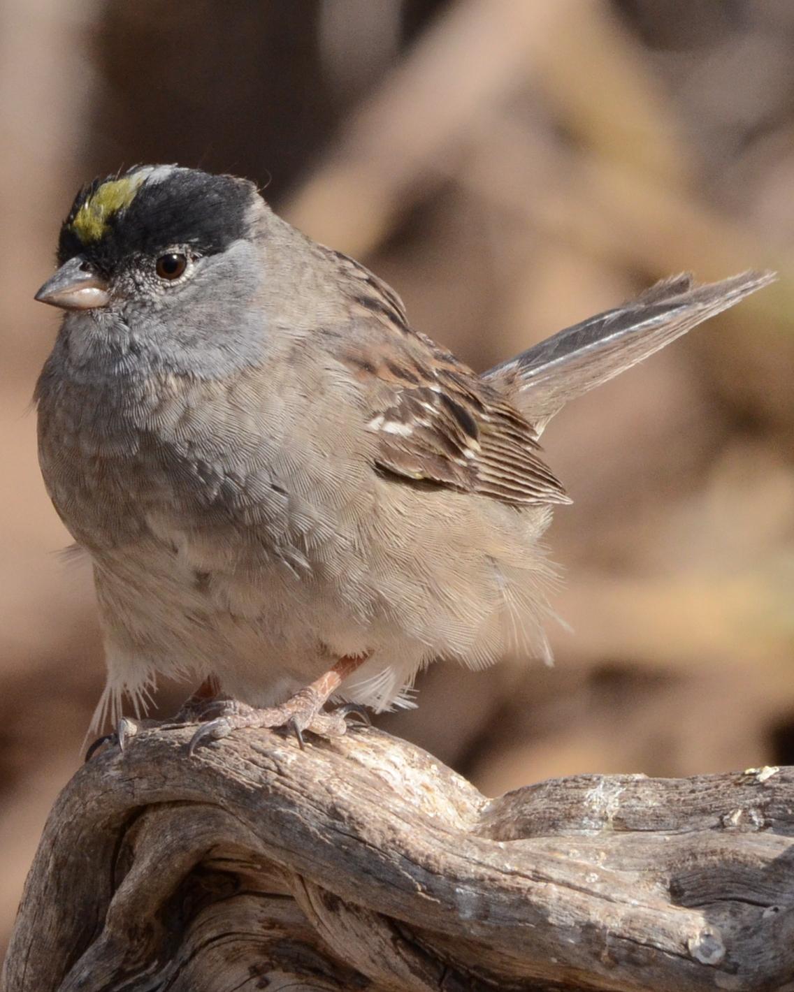 Golden-crowned Sparrow Photo by Dan Belcher