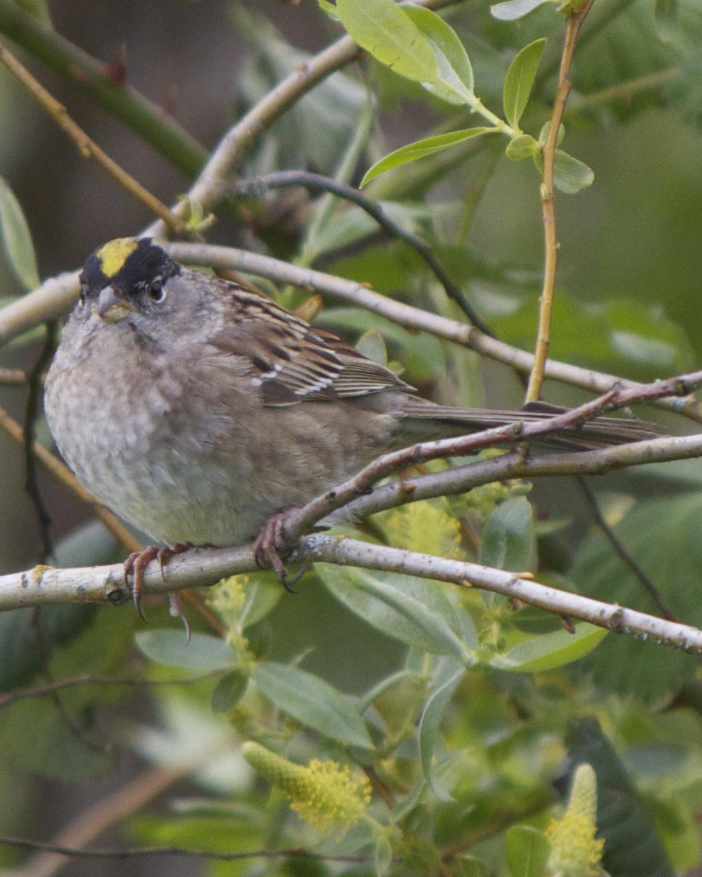 Golden-crowned Sparrow Photo by Mark Baldwin