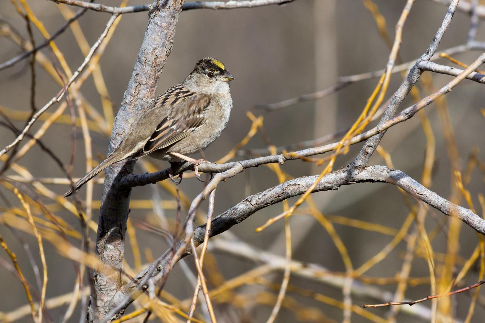 Golden-crowned Sparrow Photo by Jesse Hodges