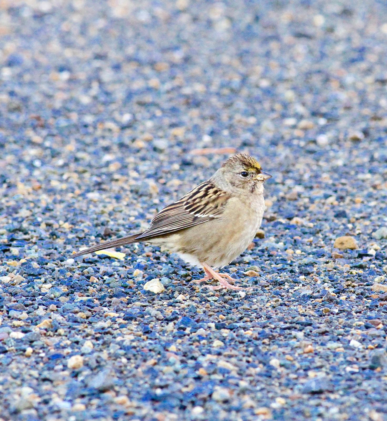 Golden-crowned Sparrow Photo by Kathryn Keith