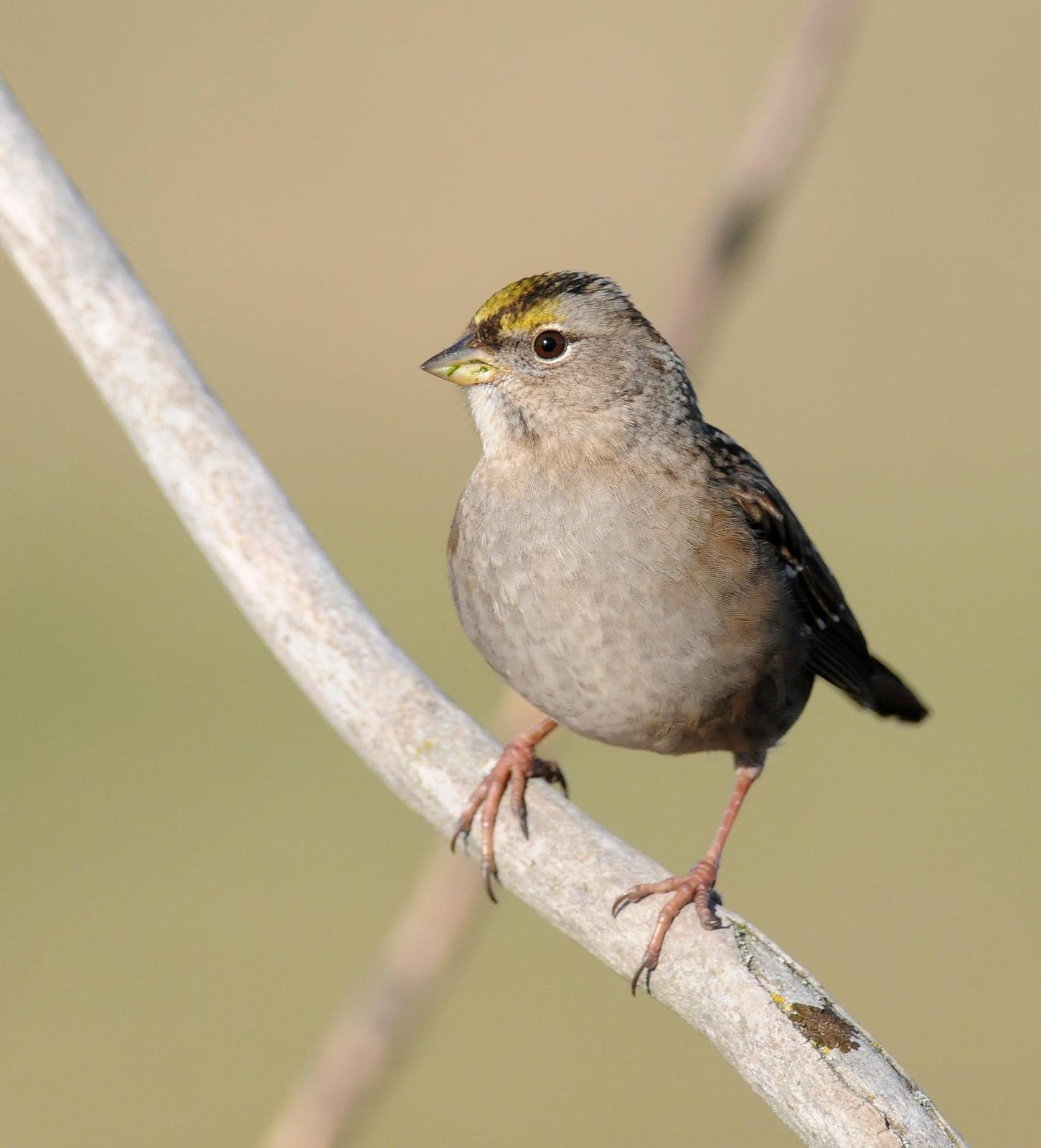 Golden-crowned Sparrow Photo by Steven Mlodinow