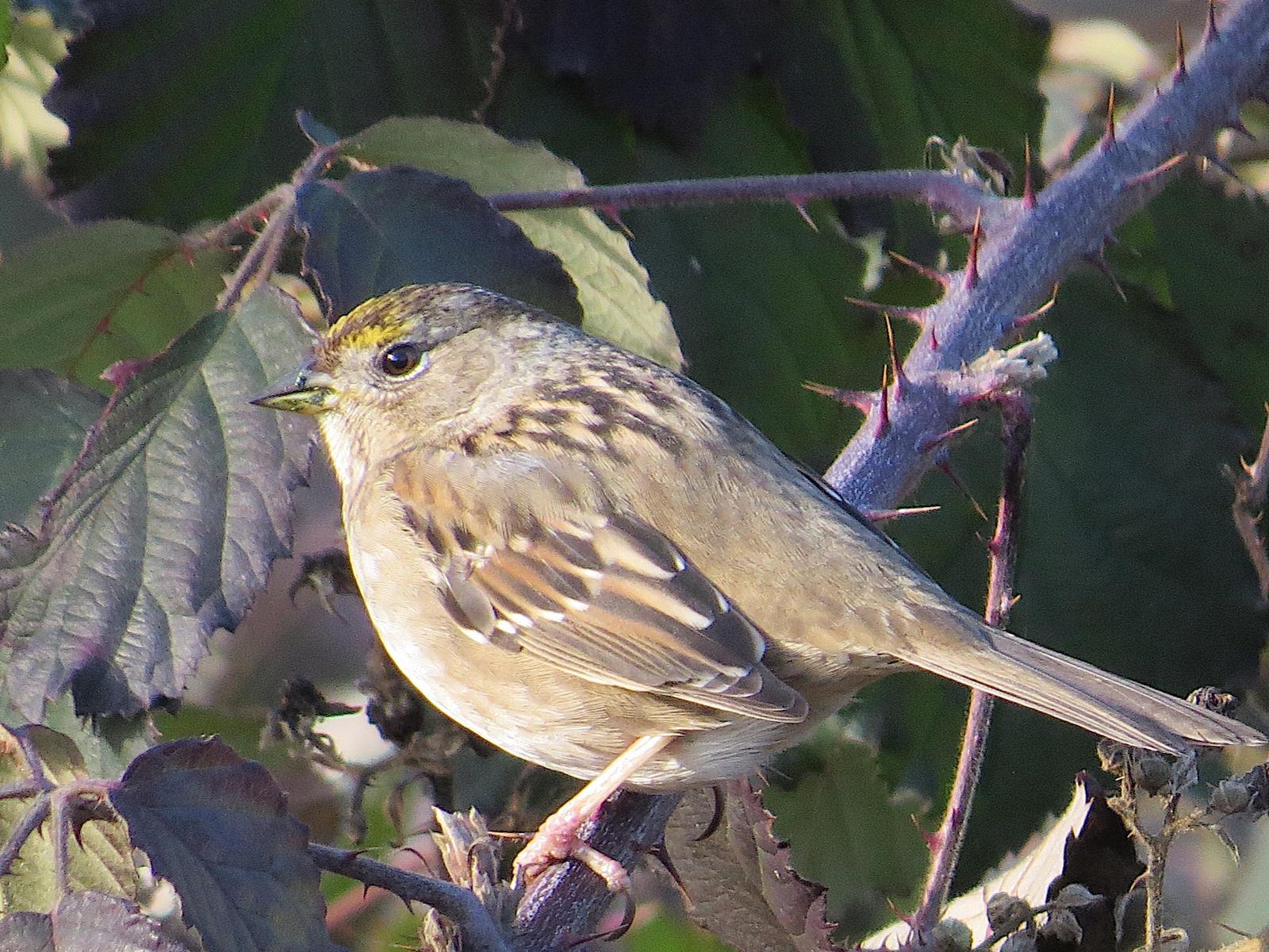 Golden-crowned Sparrow Photo by Brian Avent