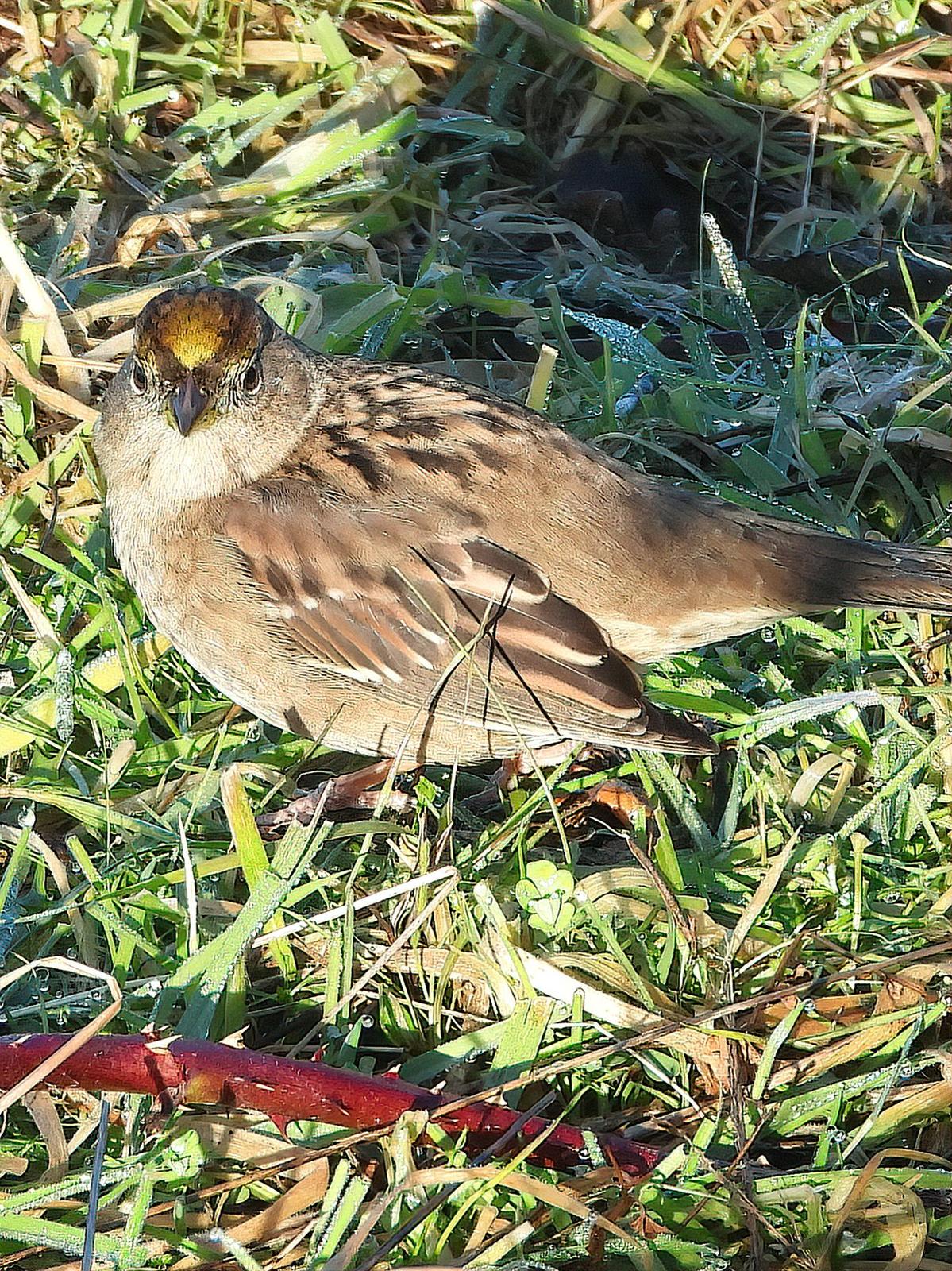 Golden-crowned Sparrow Photo by Dan Tallman