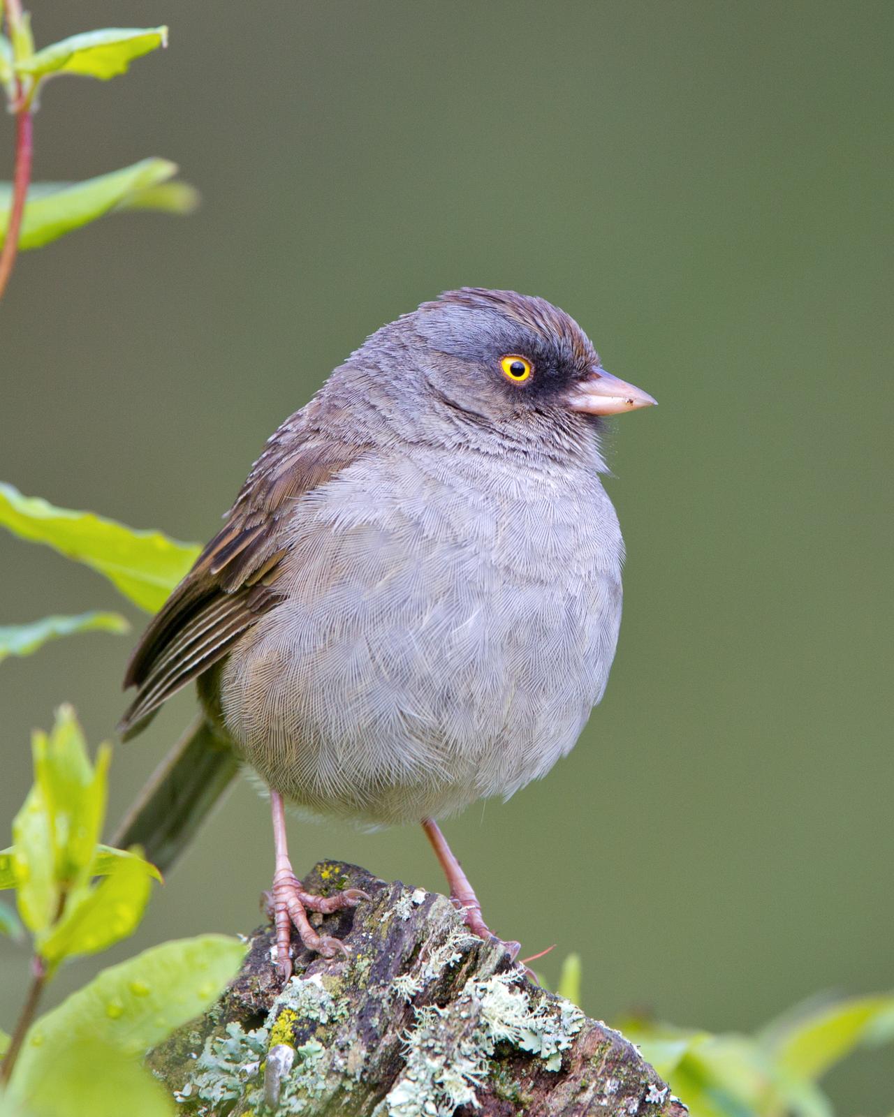 Volcano Junco Photo by Kevin Berkoff