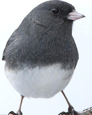 Dark-eyed Junco Photo by Pete Myers
