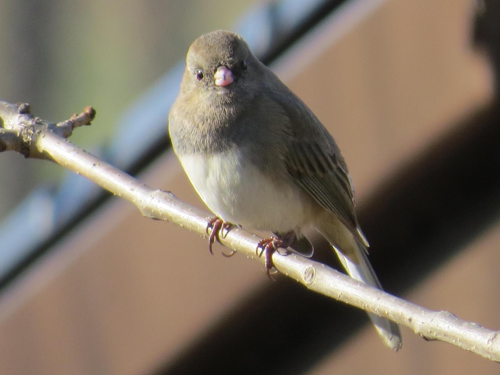 Dark-eyed Junco Photo by Kathy Wooding