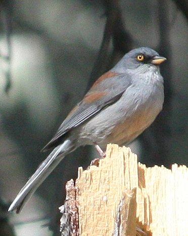 Yellow-eyed Junco Photo by Andrew Core