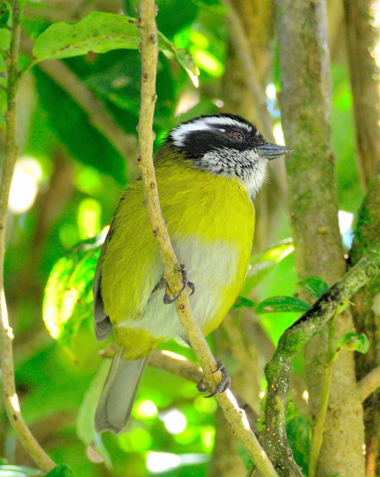 Sooty-capped Chlorospingus Photo by Laurence Pellegrini